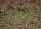 Woestijntapuit (desert wheatear) (Oenanthe deserti) - Bayanzag 19-08-2016